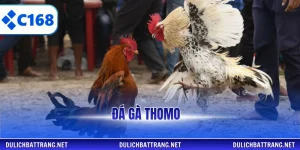đá gà thomo